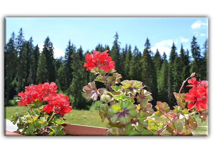 Teo And Miki 612 Apartment Pamporovo